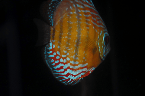 Semi Royal Barra Mansa