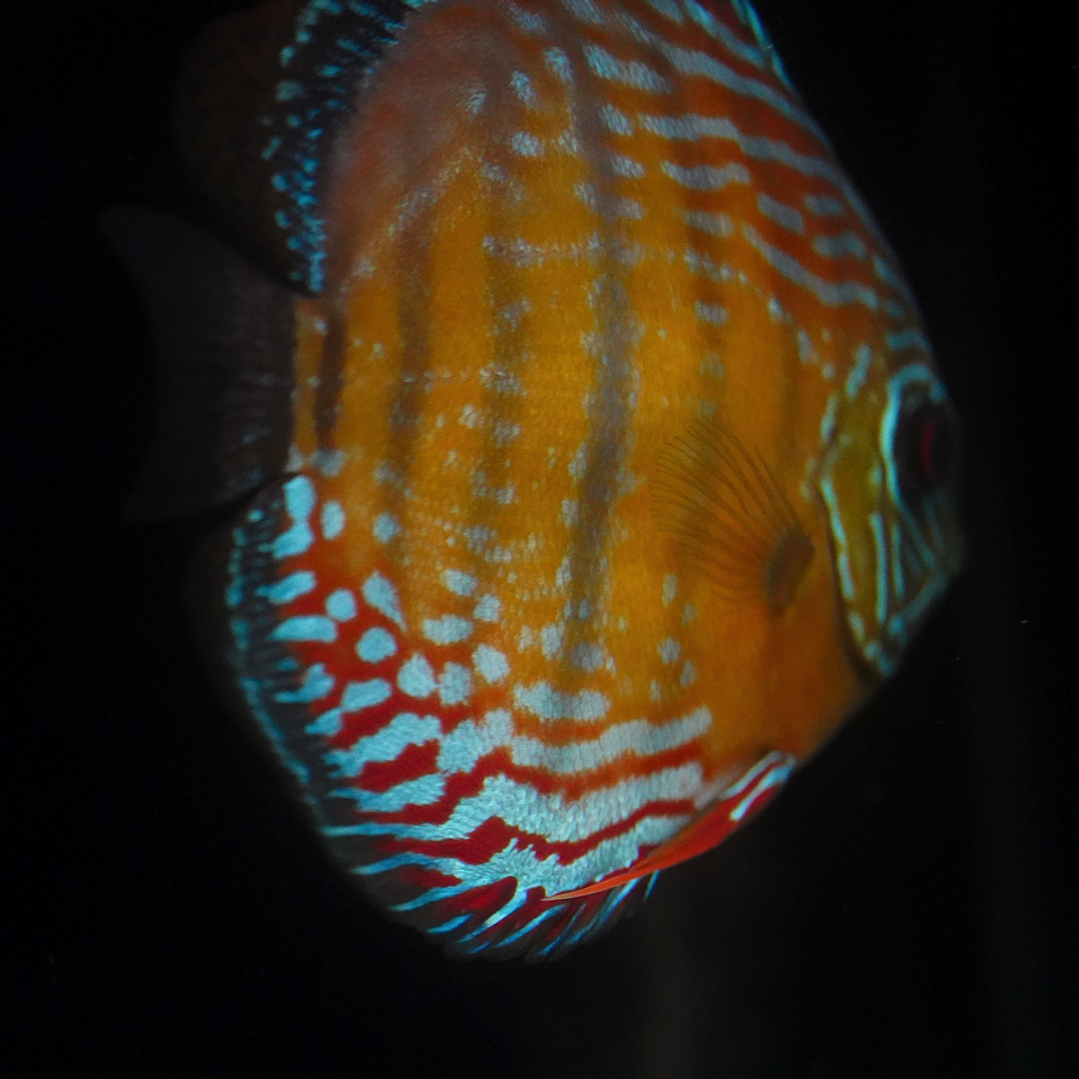 Semi Royal Barra Mansa 2