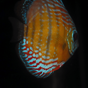 Semi Royal Barra Mansa