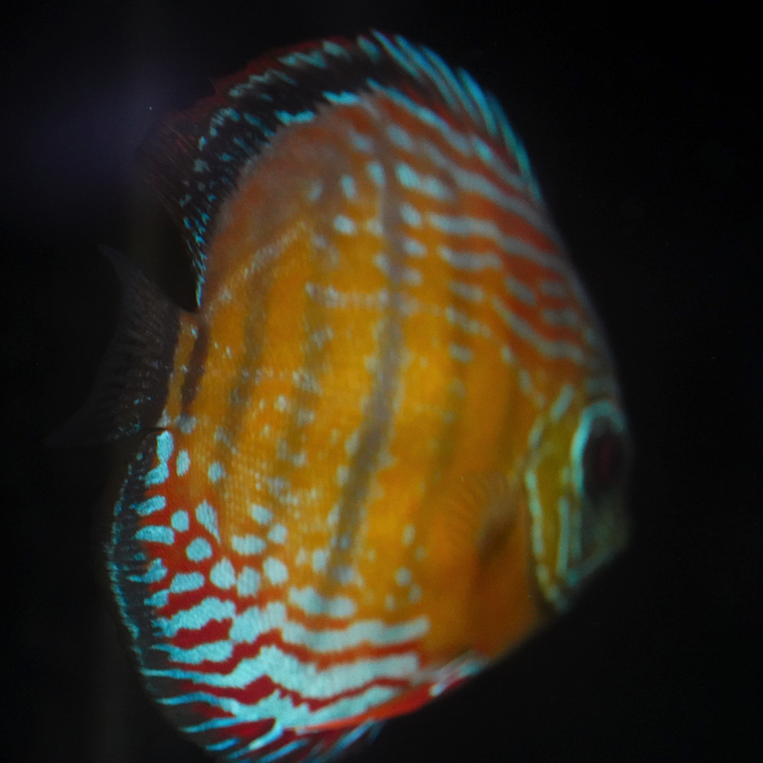 Semi Royal Barra Mansa 6