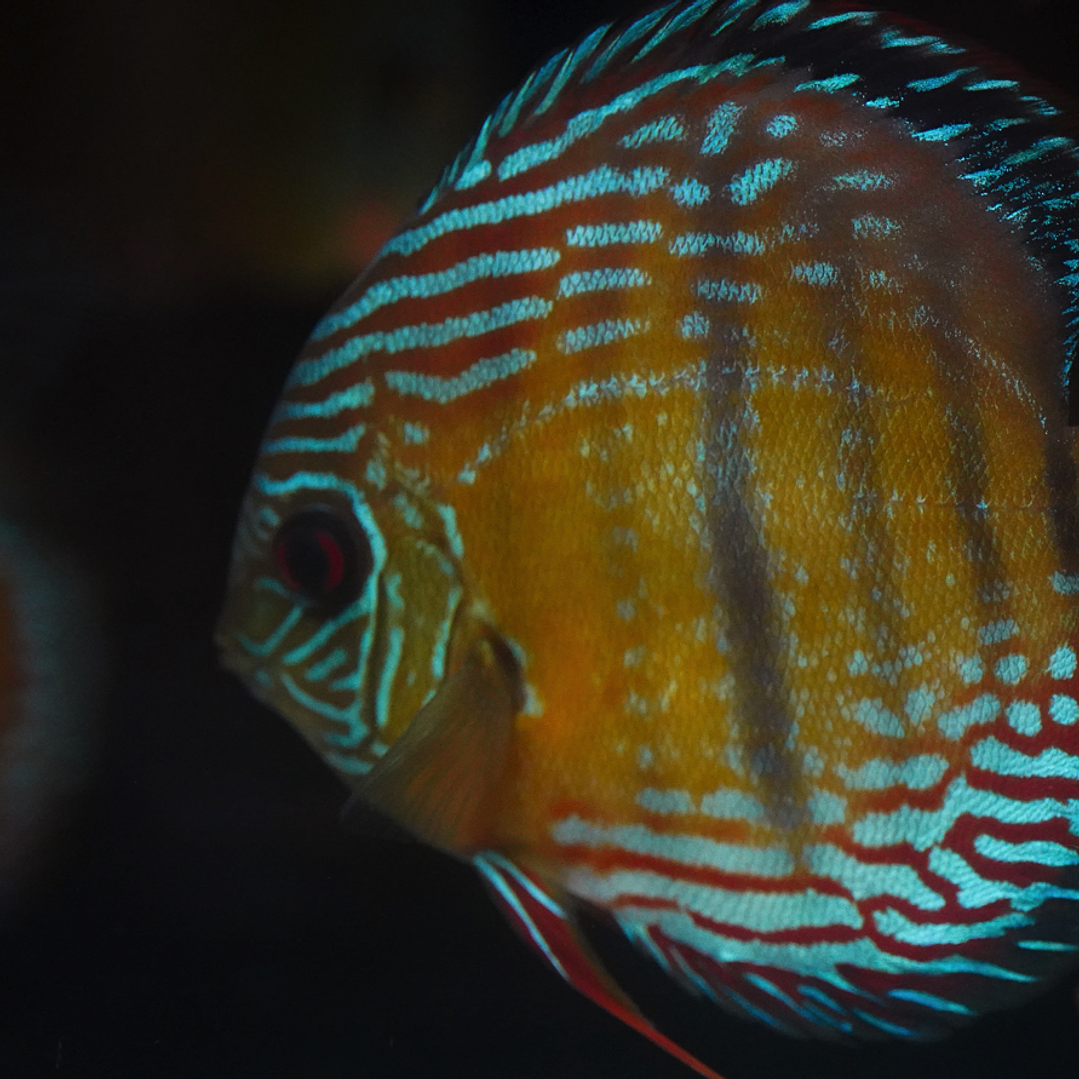 Semi Royal Barra Mansa 7