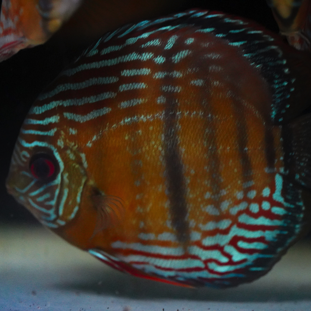 Semi Royal Barra Mansa 5