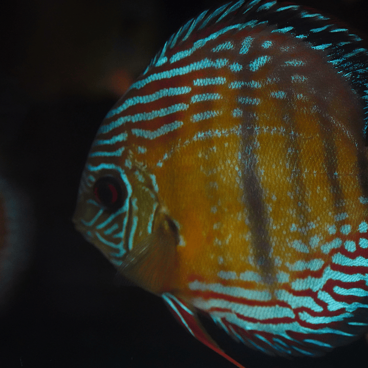 Semi Royal Barra Mansa 3