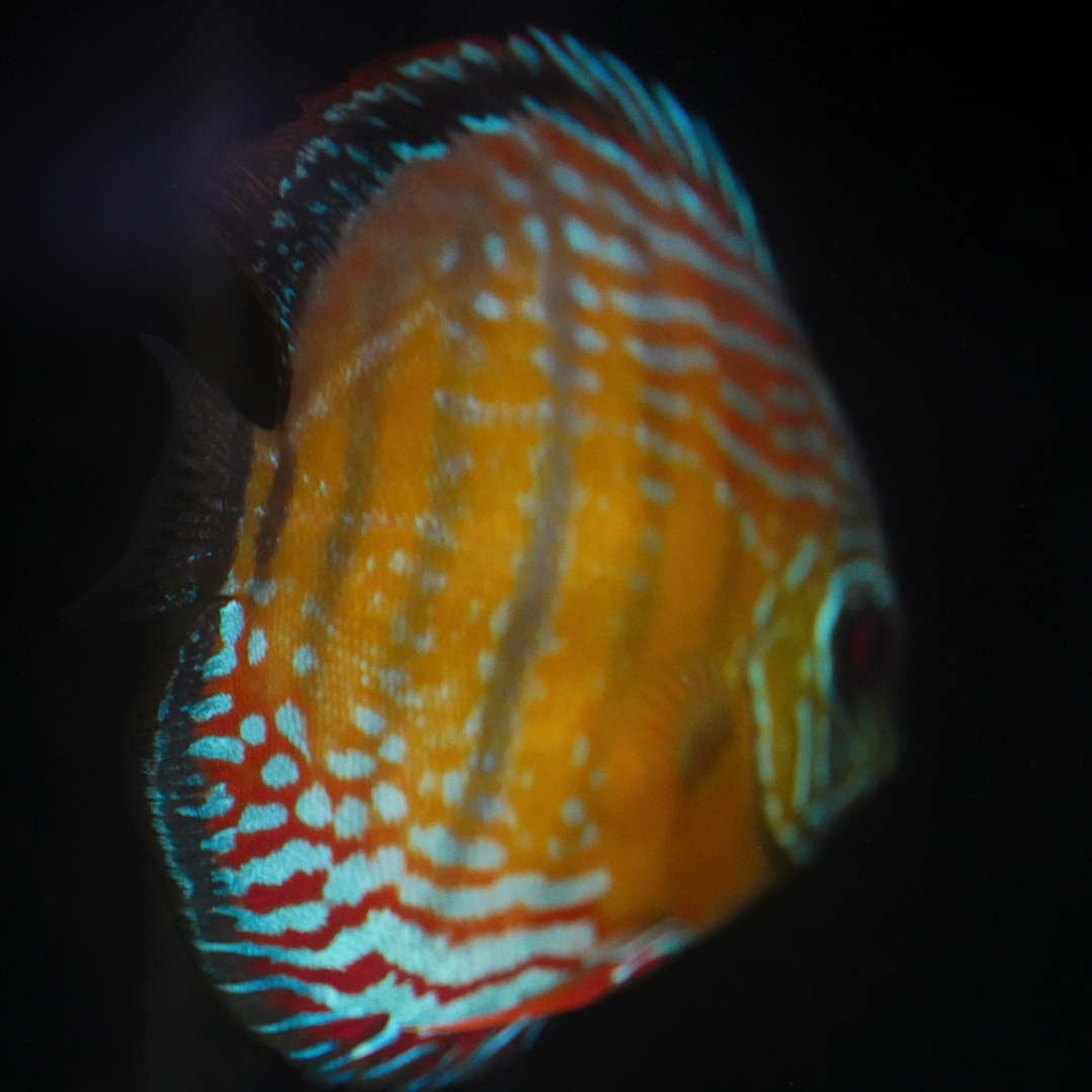 Semi Royal Barra Mansa 9