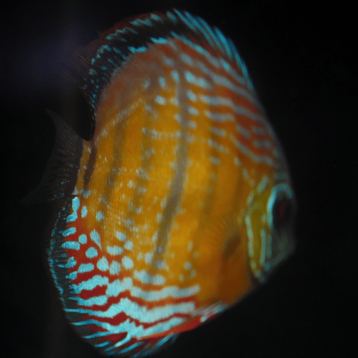 Semi Royal Barra Mansa 9