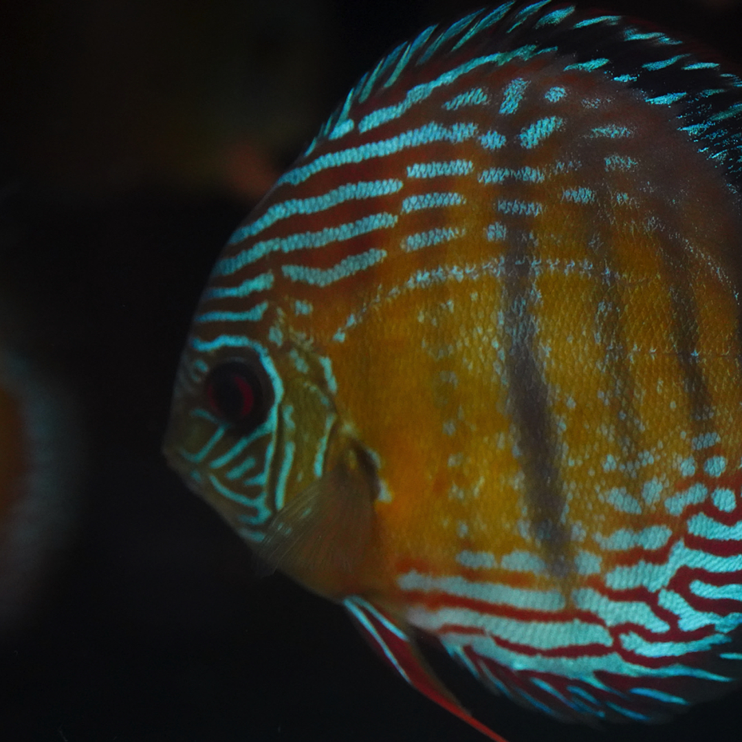 Semi Royal Barra Mansa 10