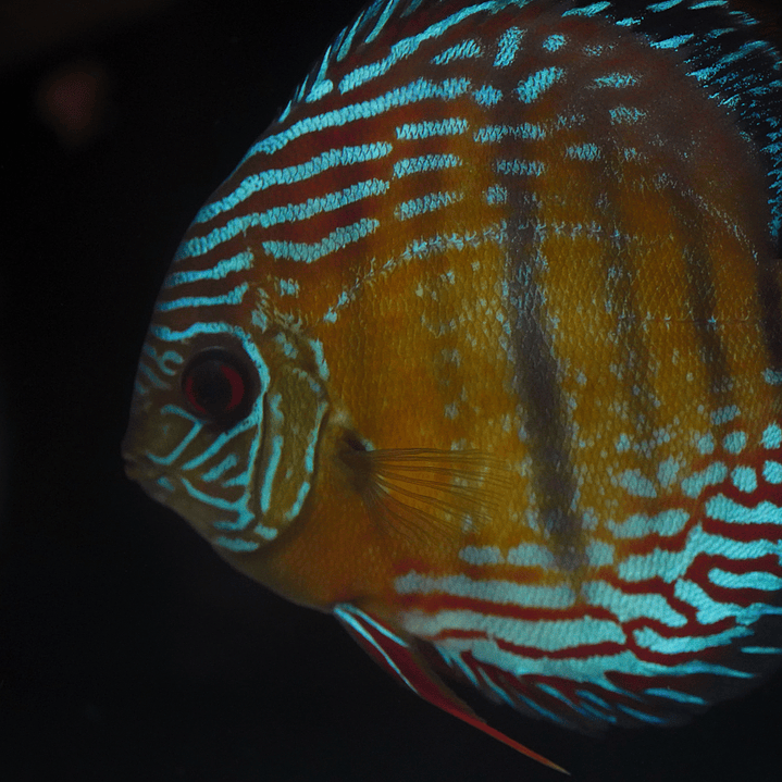 Semi Royal Barra Mansa 8