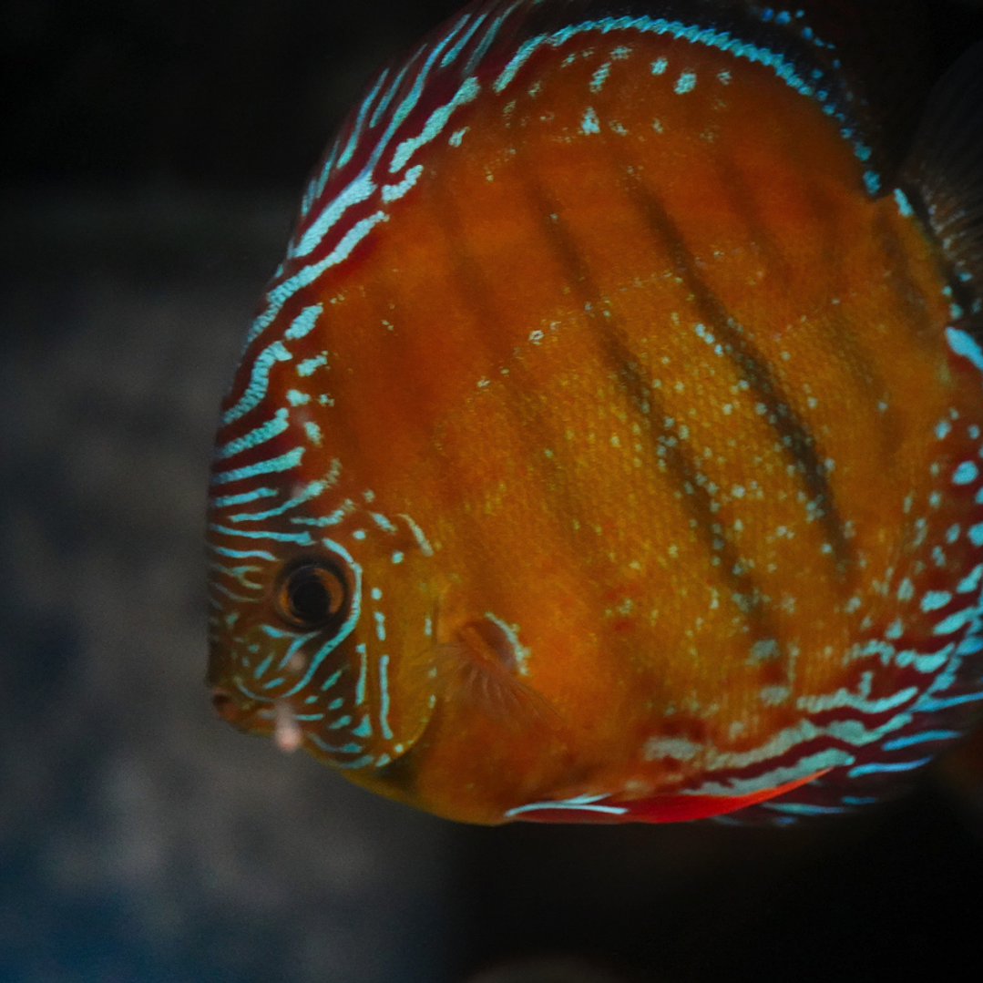 Red Solid Barra Mansa 3