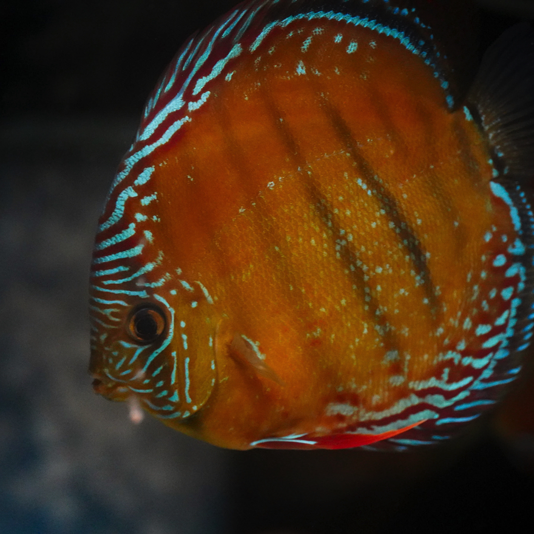 Red Solid Barra Mansa 6