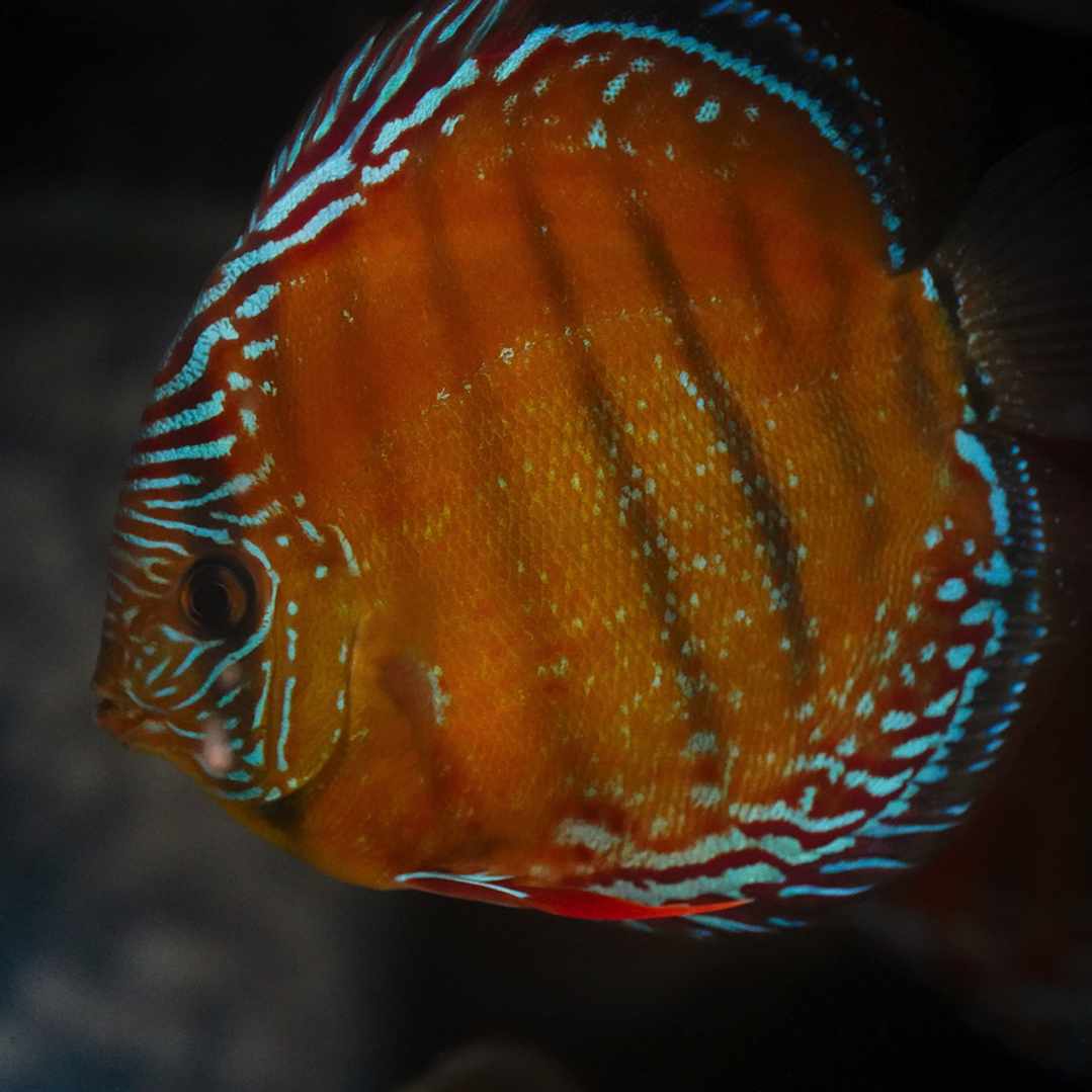 Red Solid Barra Mansa 7