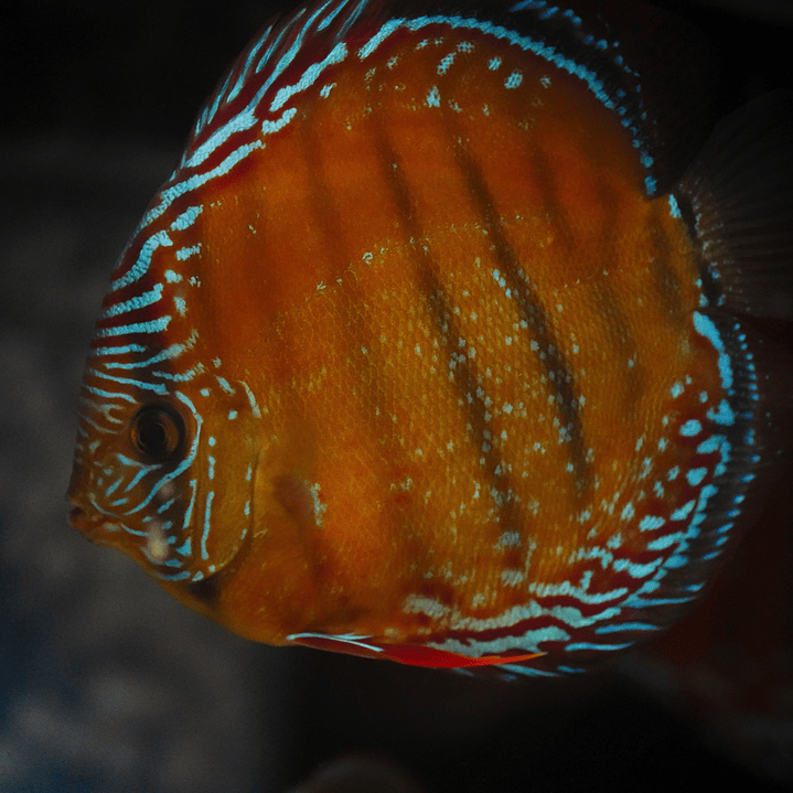 Red Solid Barra Mansa 7