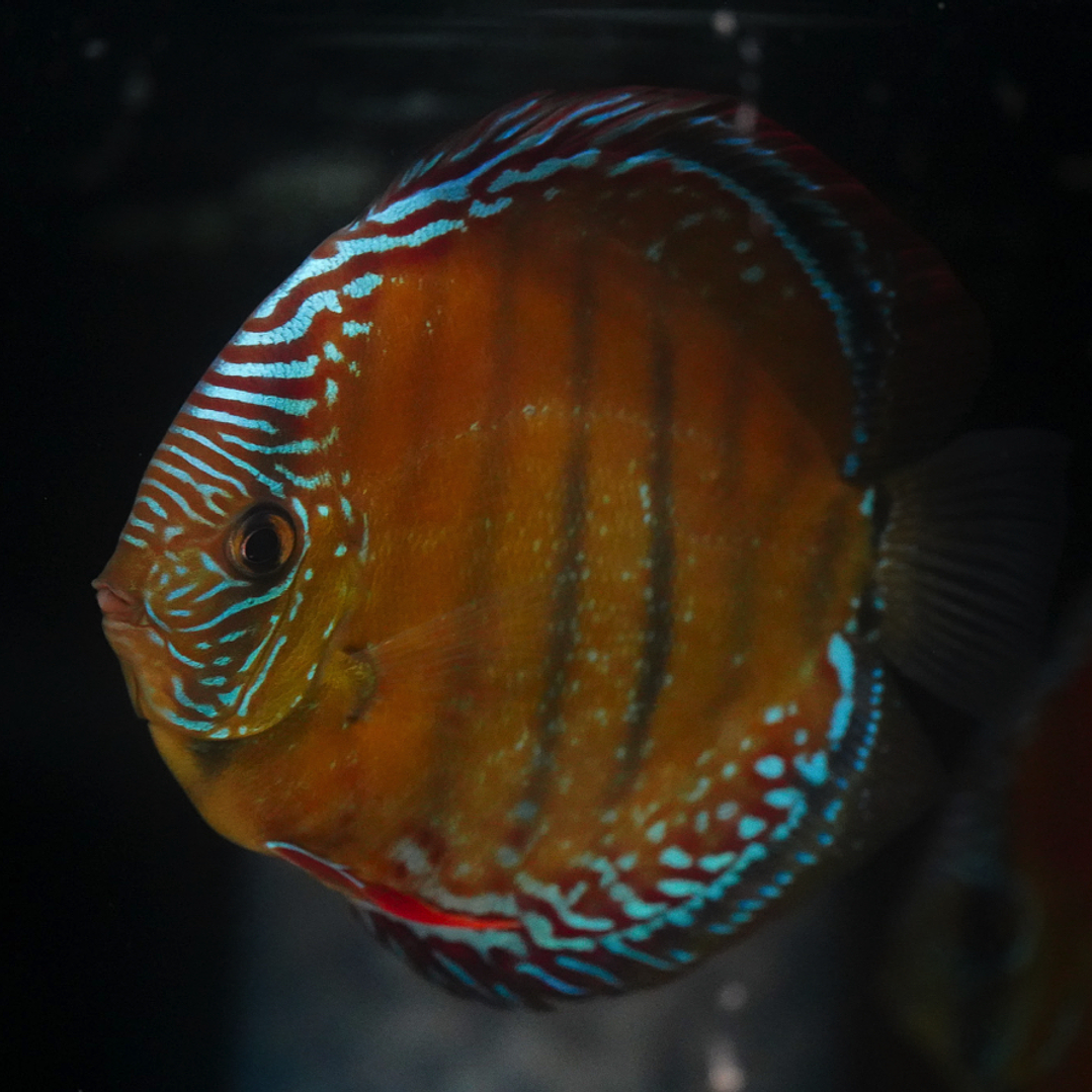 Red Solid Barra Mansa 10