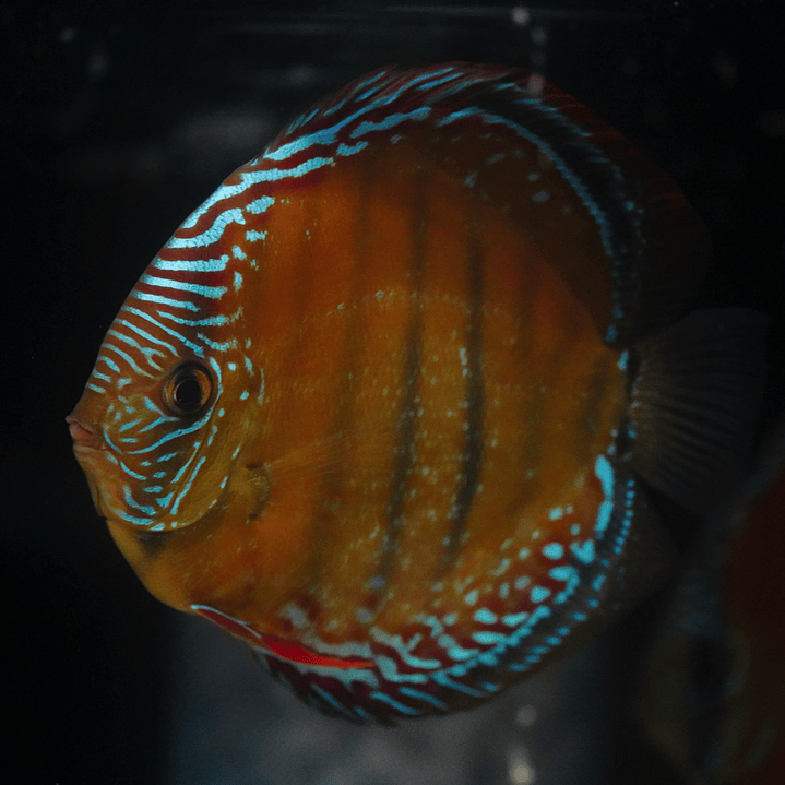 Red Solid Barra Mansa 10