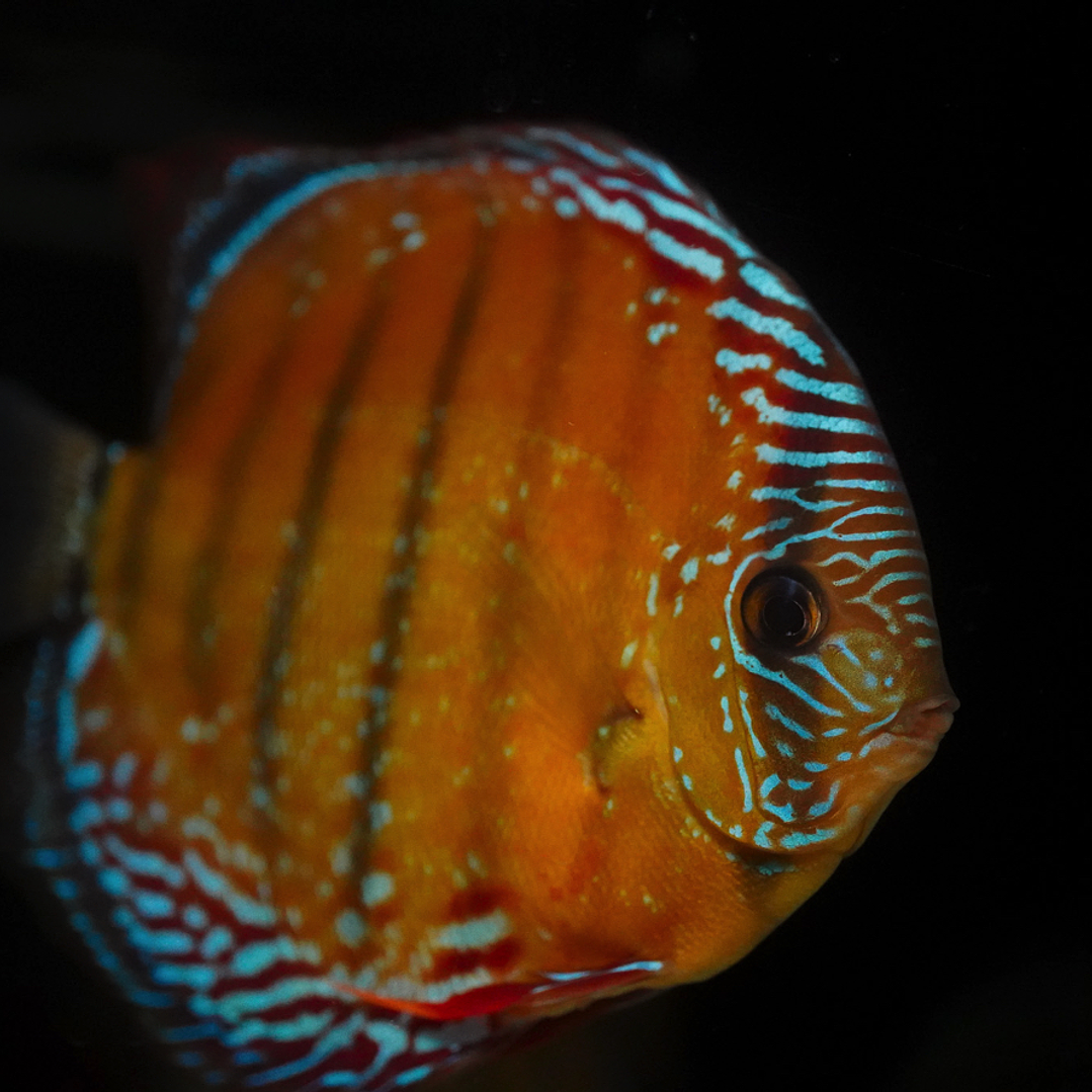 Red Solid Barra Mansa 5