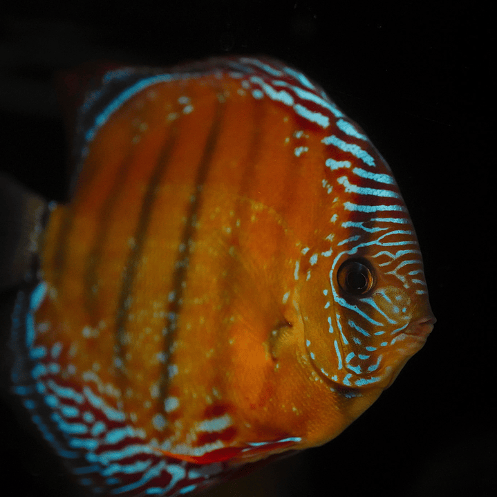 Red Solid Barra Mansa 5