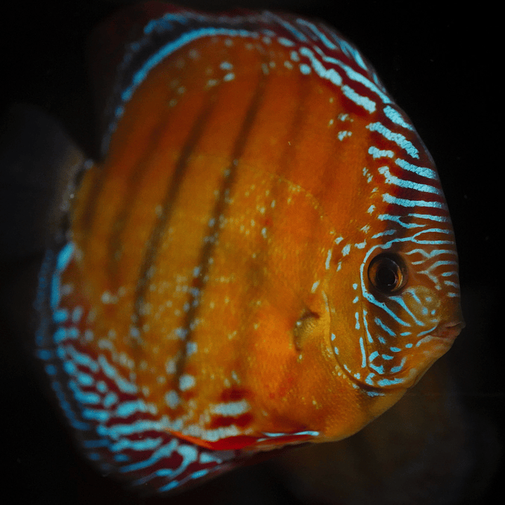 Red Solid Barra Mansa 8