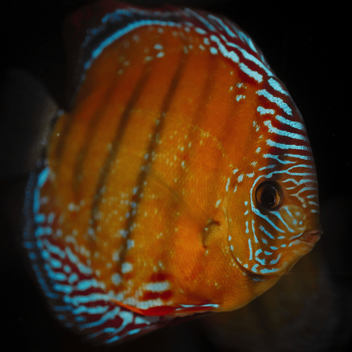 Red Solid Barra Mansa 1