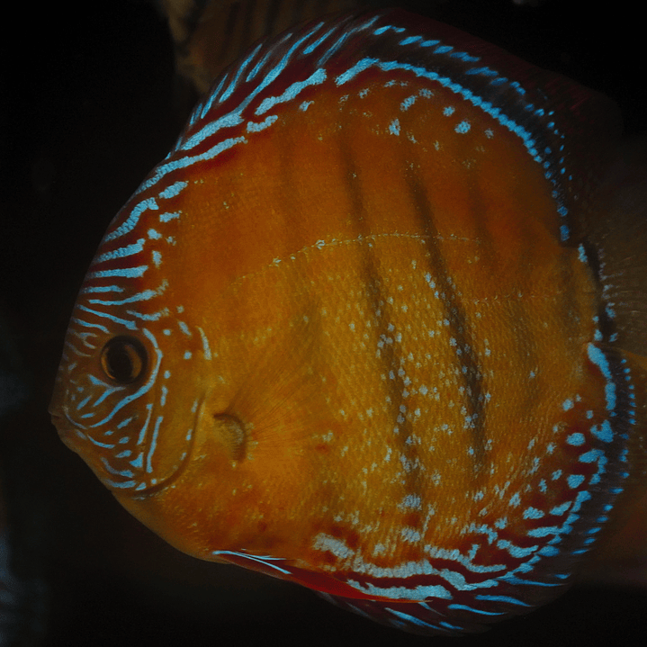 Red Solid Barra Mansa 15