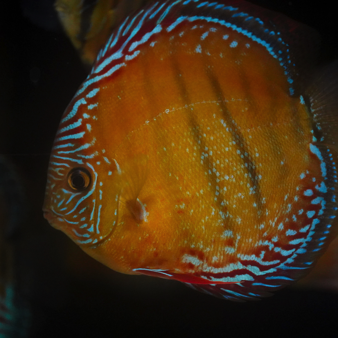 Red Solid Barra Mansa 12