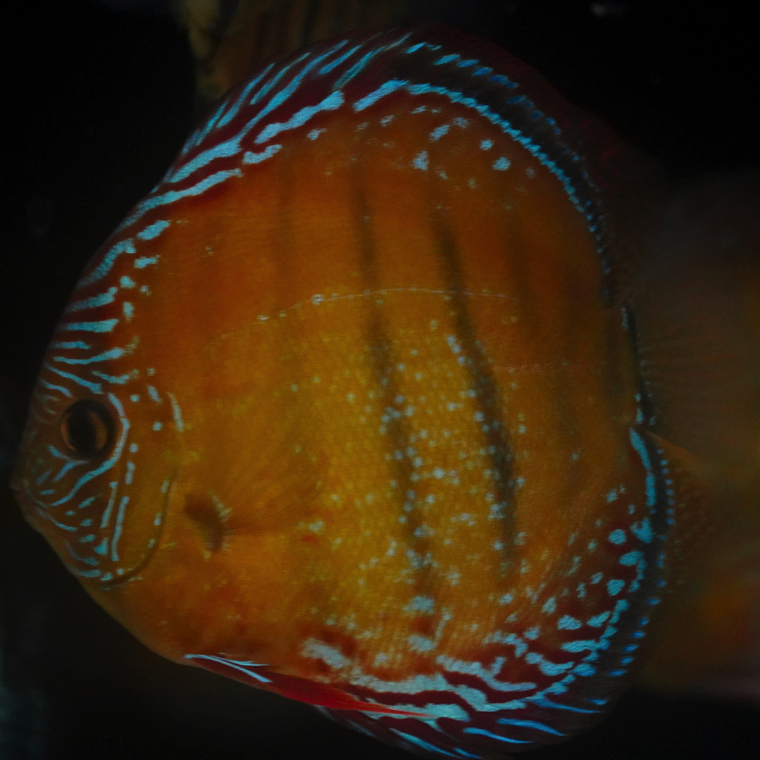 Red Solid Barra Mansa 2