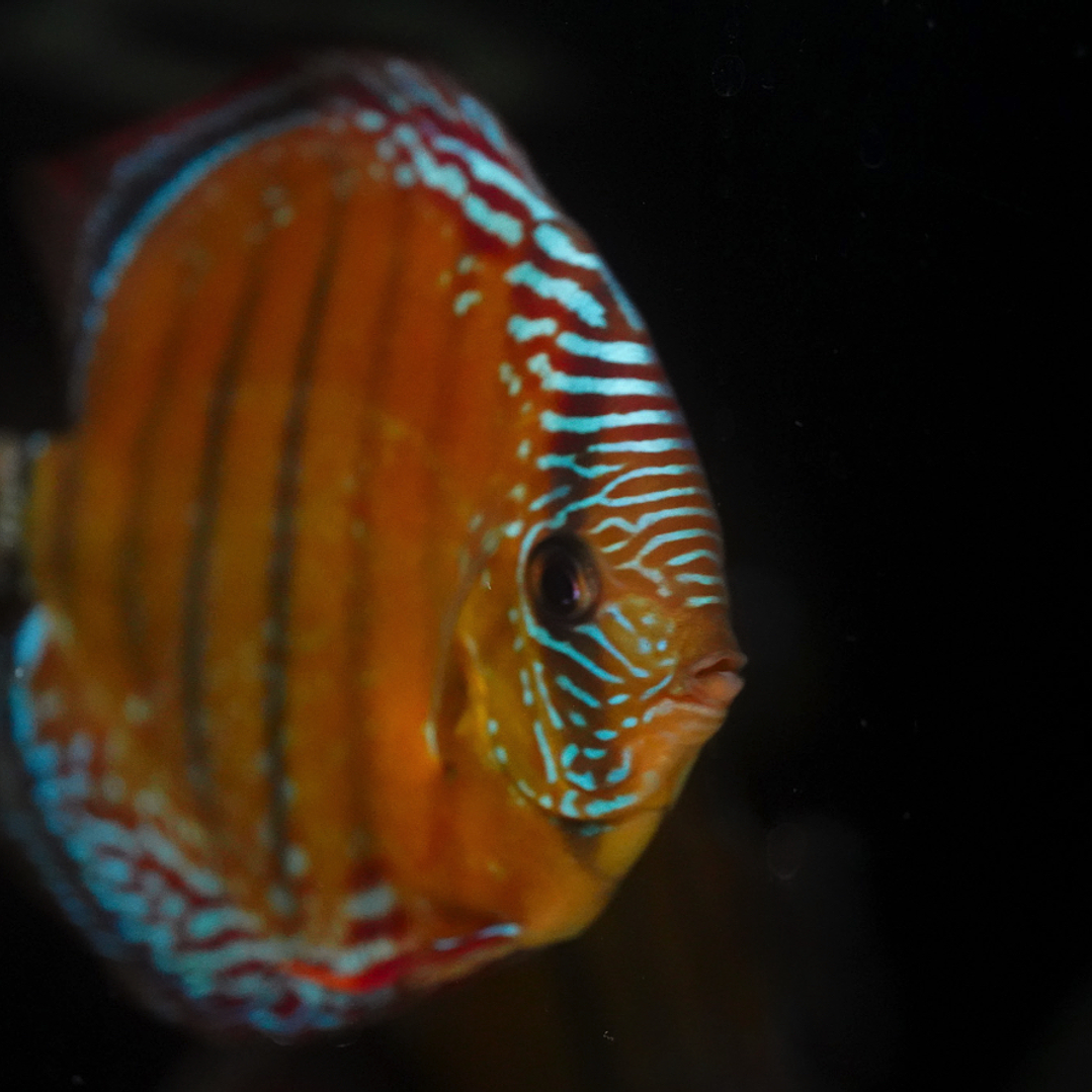 Red Solid Barra Mansa 14