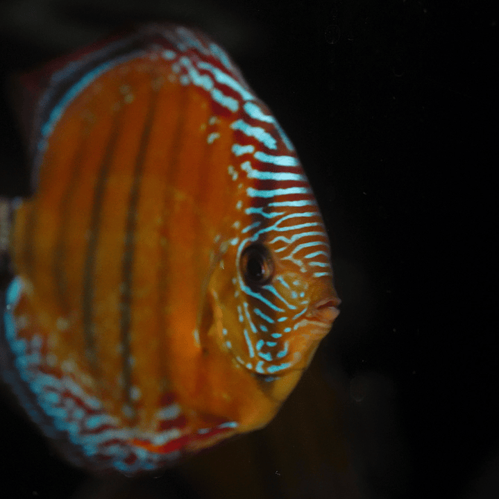 Red Solid Barra Mansa 14