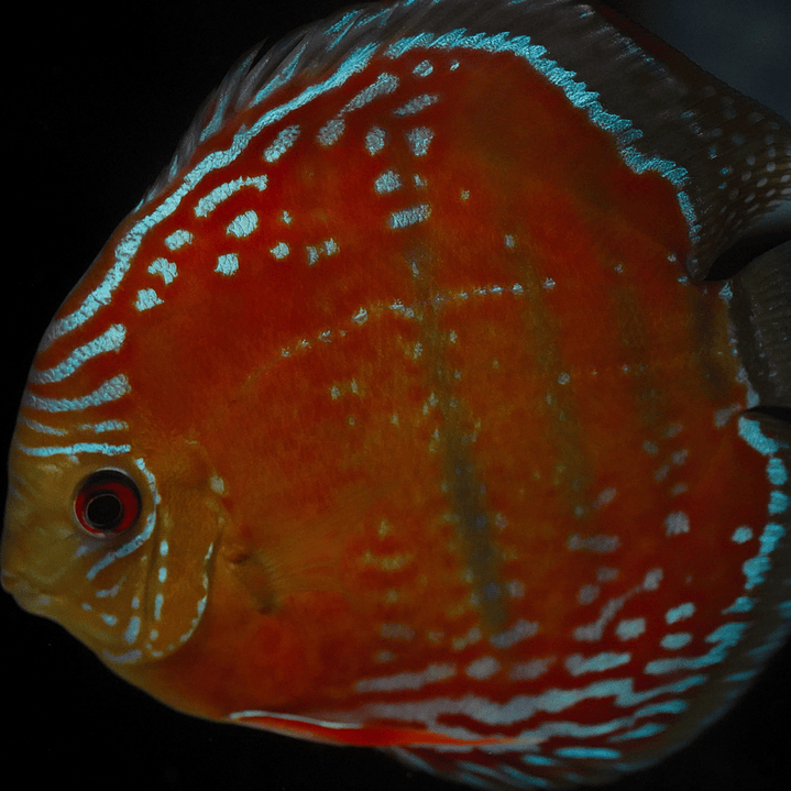 Cuipeua Red Solid 18