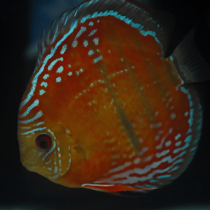 Cuipeua Red Solid 22