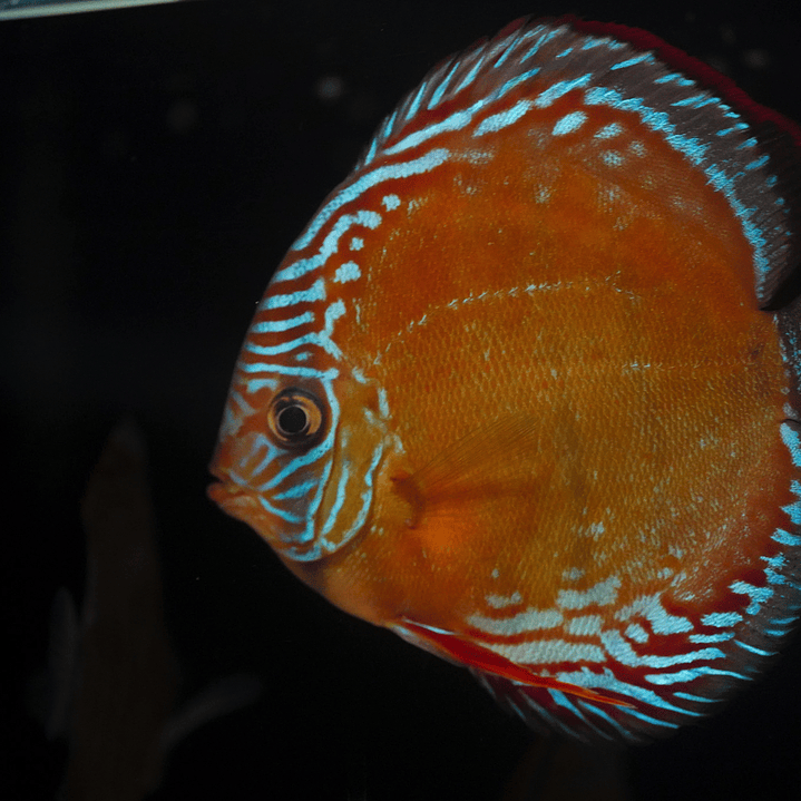 Red Solid Barra Mansa 3