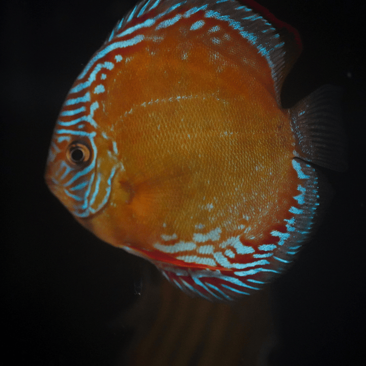 Red Solid Barra Mansa 4