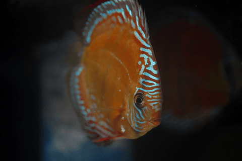 Red Solid Barra Mansa