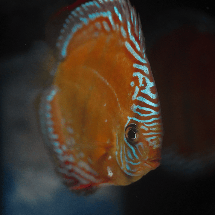 Red Solid Barra Mansa 2