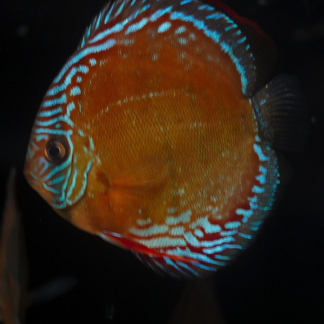 Red Solid Barra Mansa 6