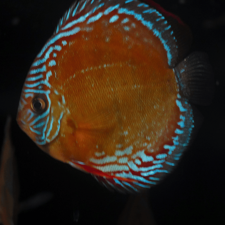 Red Solid Barra Mansa 6