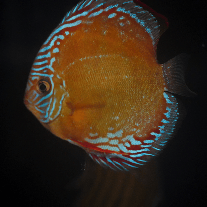 Red Solid Barra Mansa 7