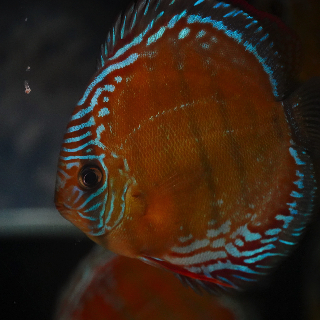 Red Solid Barra Mansa 9