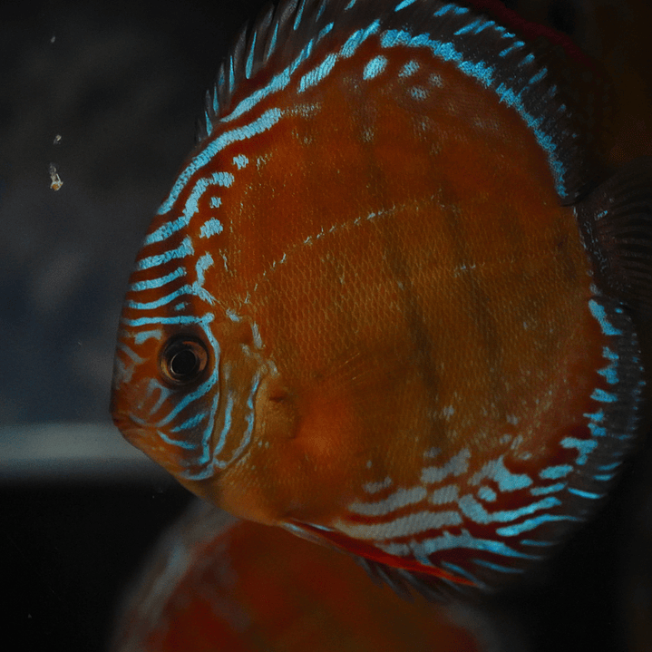 Red Solid Barra Mansa 9