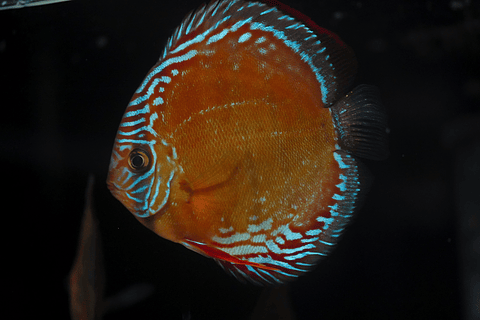 Red Solid Barra Mansa