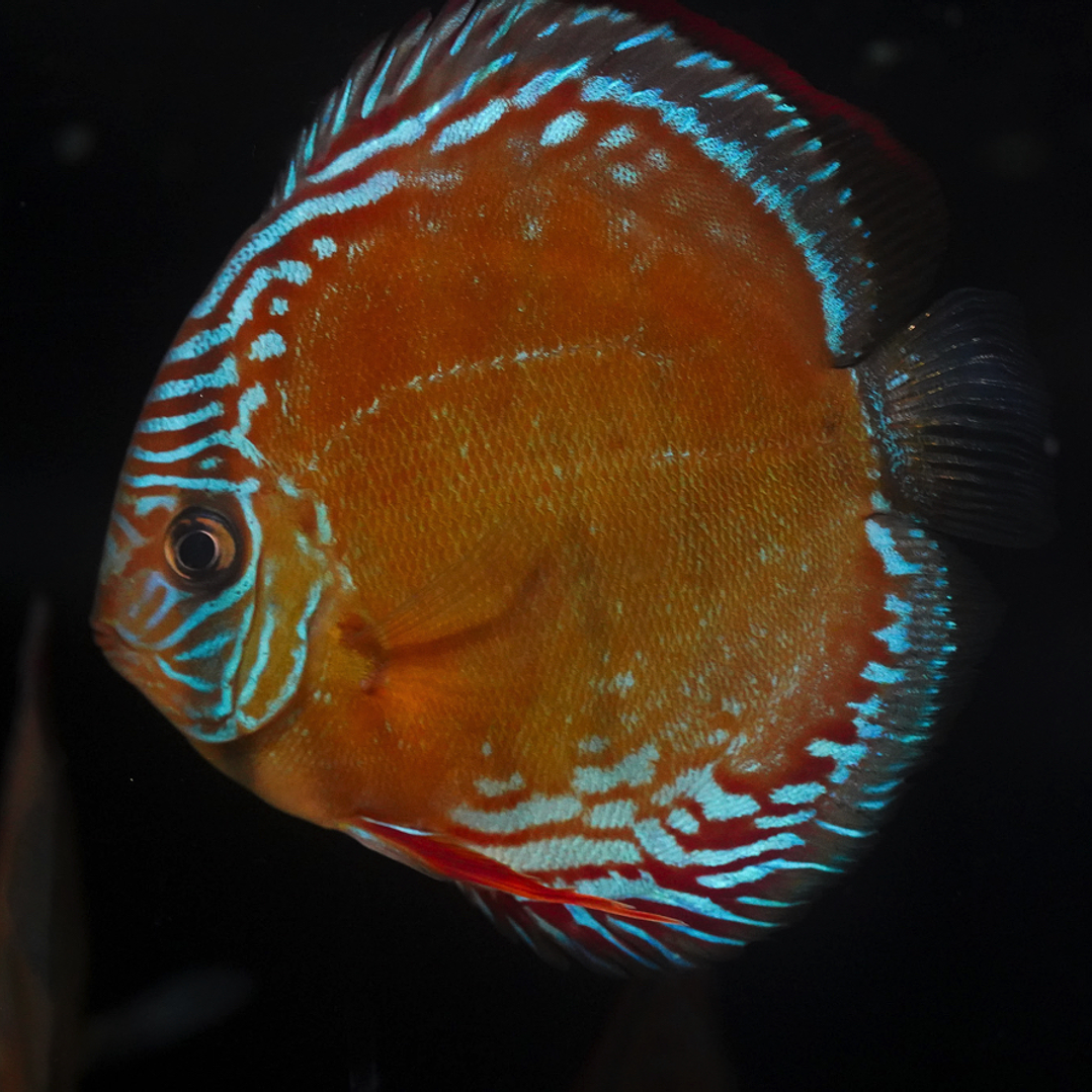 Red Solid Barra Mansa 1