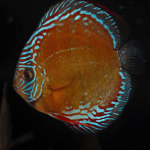 Red Solid Barra Mansa