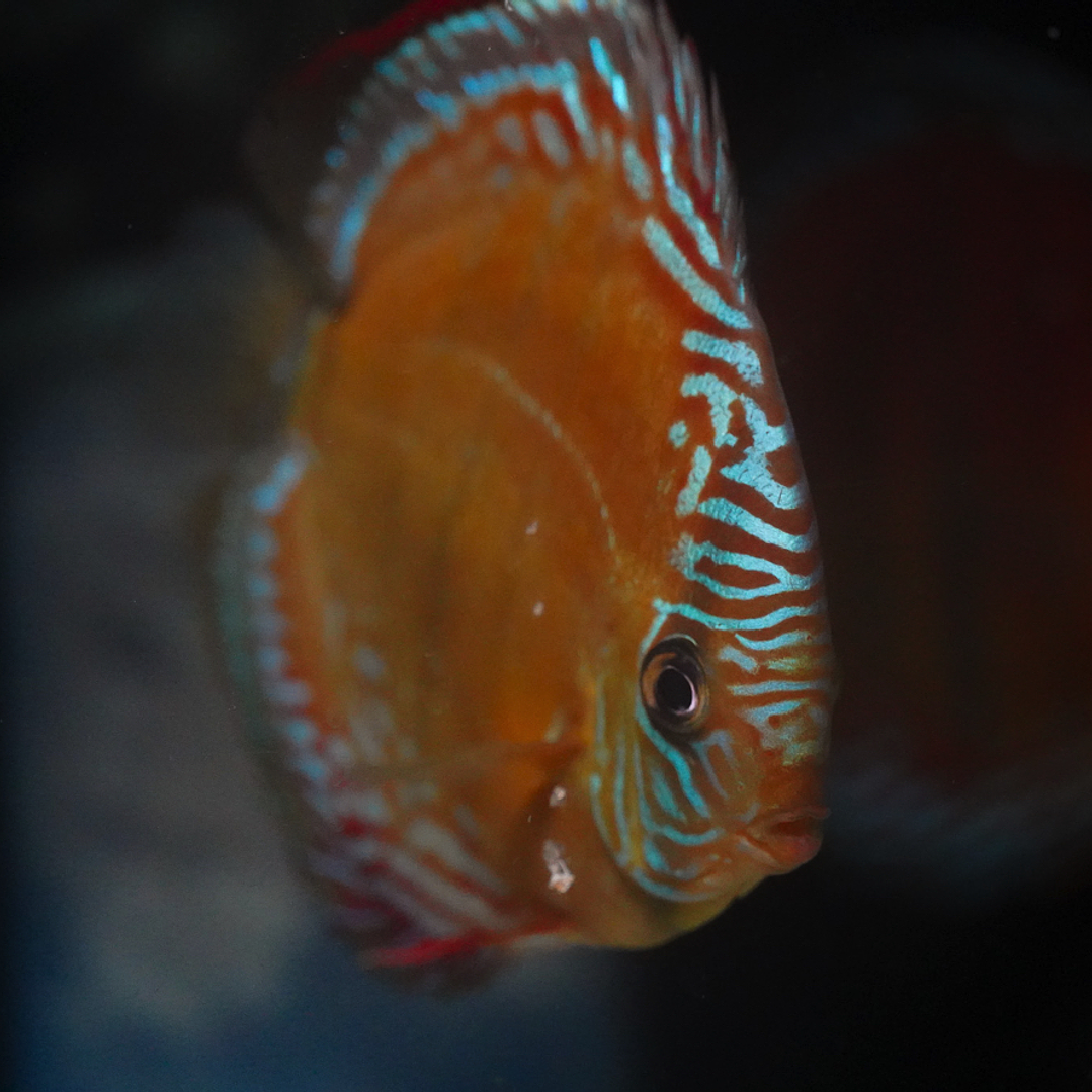 Red Solid Barra Mansa 8