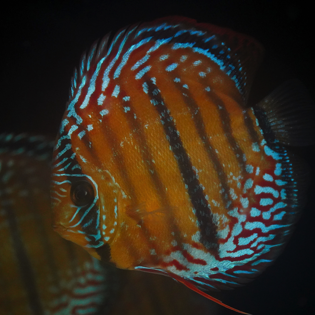 Cuipeua Semi Royal 1