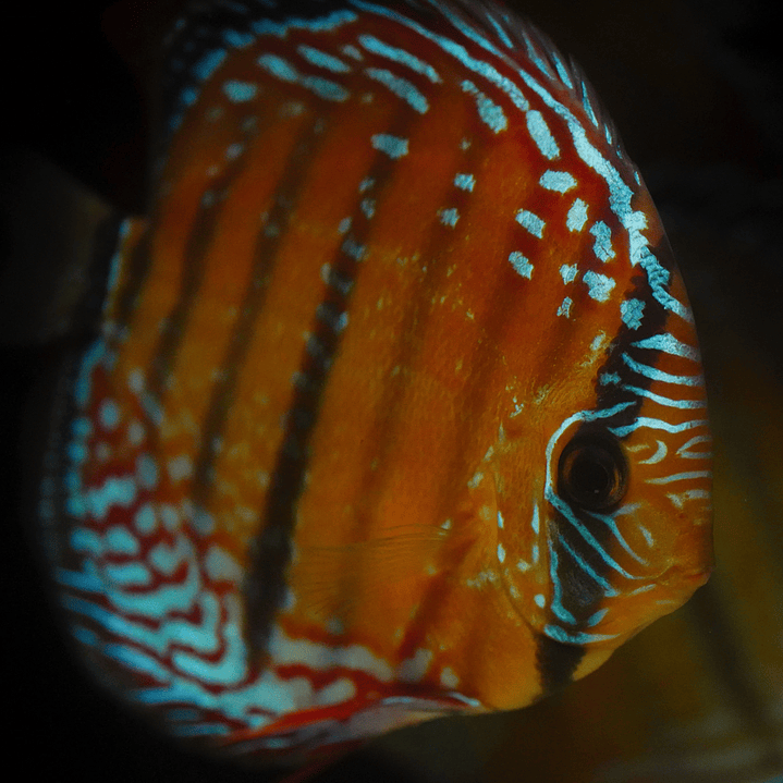 Cuipeua Semi Royal 6