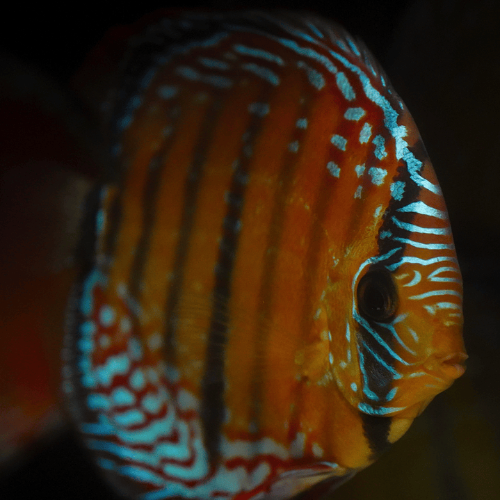 Cuipeua Semi Royal 2