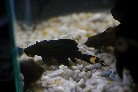 Panaque sp. - L191  Royal Pleco 8-12 cm
