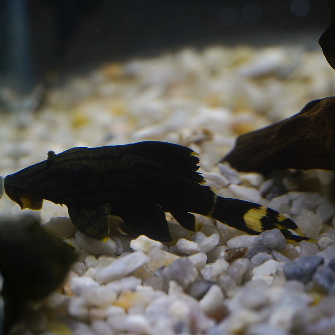 Panaque sp. - L191  Royal Pleco 5-8 cm 2