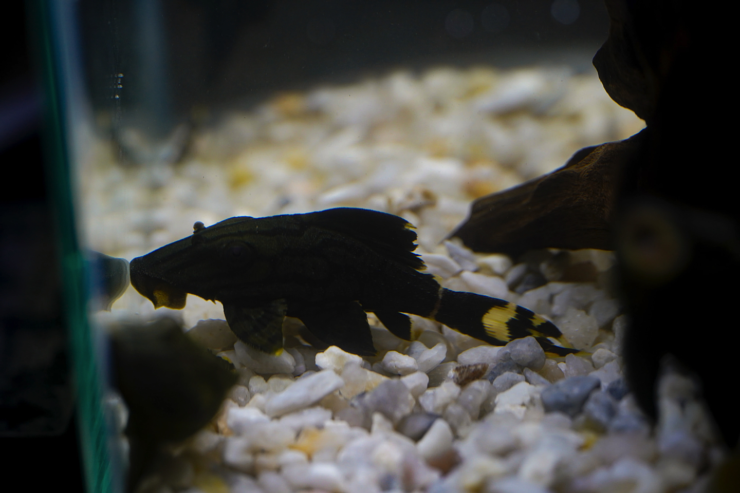 Panaque sp. - L191  Royal Pleco 8-12 cm 2