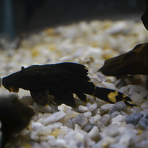 Panaque sp. - L191  Royal Pleco 5-8 cm