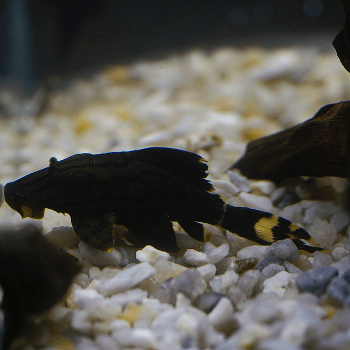 Panaque sp. - L191  Royal Pleco 5-8 cm 2