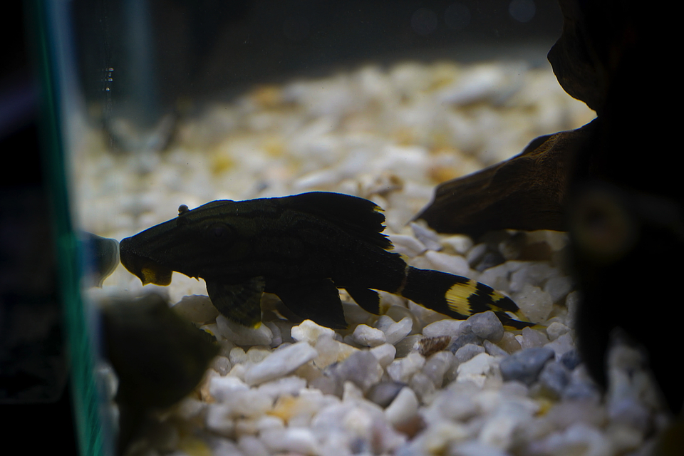 Panaque sp. - L191  Royal Pleco 8-12 cm 2